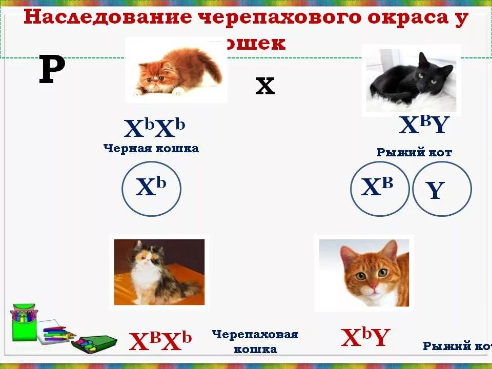 Наследование окраски у кошек сцепленное с полом. Наследование окраски у кошек. Генотип черепаховой кошки. Черепаховая окраска кошек генетика.