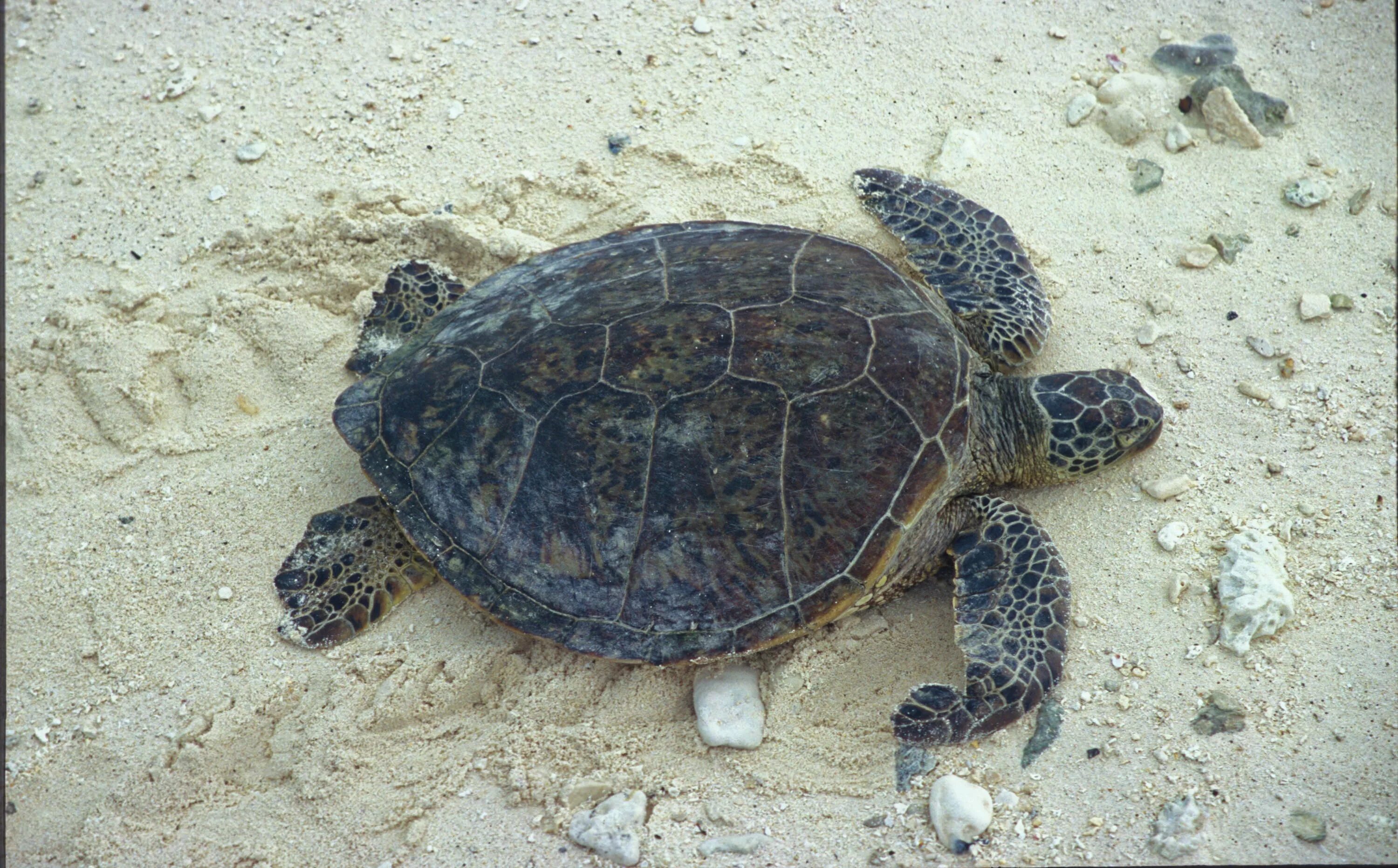 К какой группе относятся морские черепахи. Зеленая морская черепаха. Зеленая черепаха Черепашата Северный Кипр. Морская черепаха на песке. Черепаха ползет.