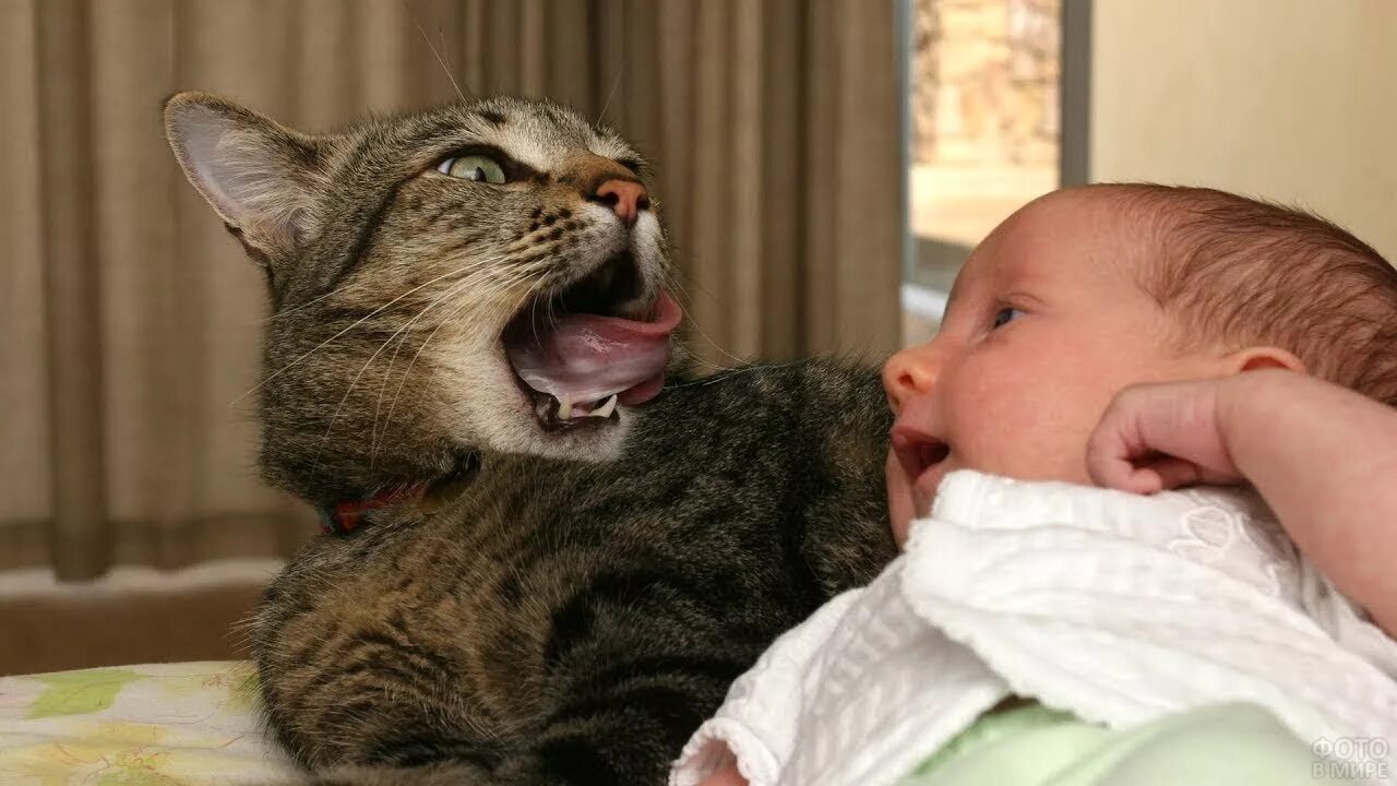 Кот спавший ребенка. Кошка и младенец. кот для детей. смешные котики для детей. кот и новорожденный ребенок.