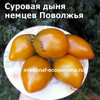 Суровая дыня