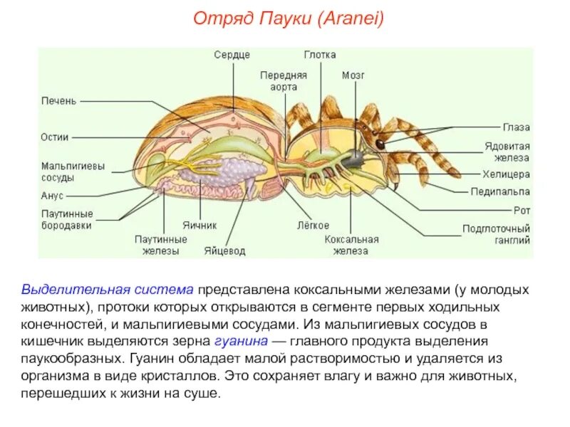 Какое выделение у паукообразных. Выделительная система паука коксальные железы. коксальные железы членистоногих. выделительная система паукообразных 7 класс биология. выделительная система паукообразных 7 класс.