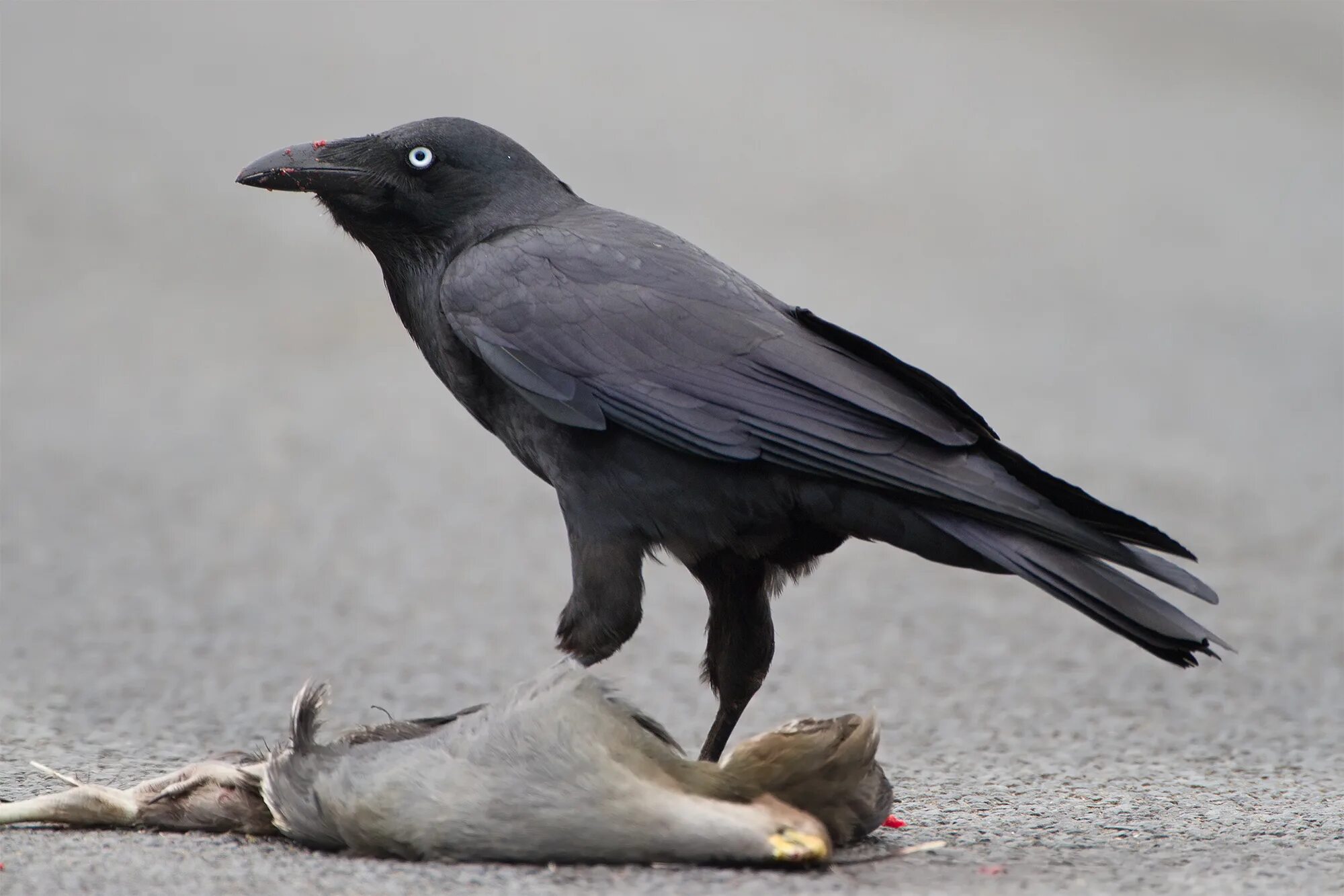 Ворона годы жизни. Тасманийский ворон. Corvus tasmanicus. Всеядные птицы птицы. Ворона.