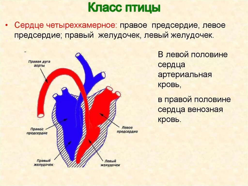 Левое предсердие какие вены