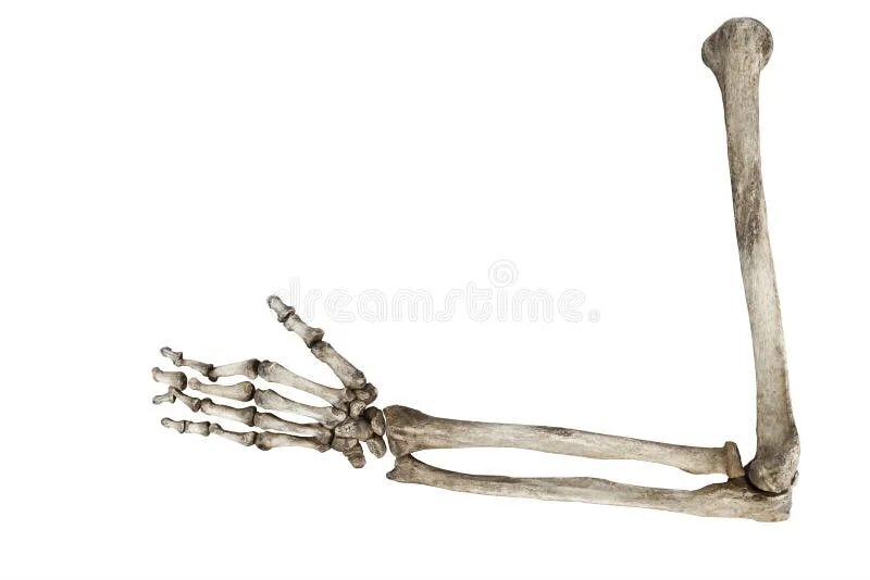 Скелет руки. Скелет человеческой руки. Костяная рука. Old bone