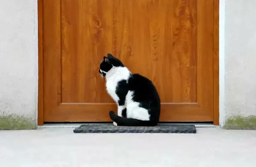 Кот лежит у входной двери. Кот на пороге. дверь для кота. коты на пороге. кот на пороге квартира.