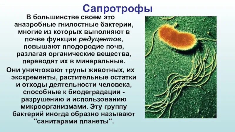 Почвенные бактерии Сапро. Бактерии сапротрофы. Бактерии сапротрофы примеры. Бактерии сапротрофы и паразиты.