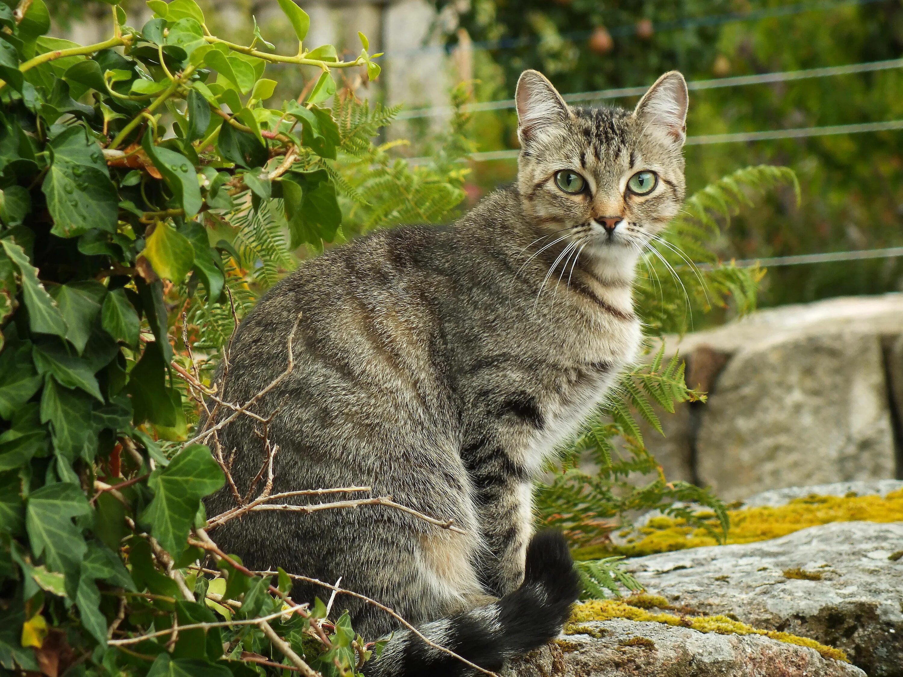 Кошки сиб. Европейская Лесная короткошерстная кошка. Европейская Дикая Лесная кошка короткошёрстная. Кошка европейская короткошерстная серая полосатая. Дымчатый европейская короткошерстная кошка.