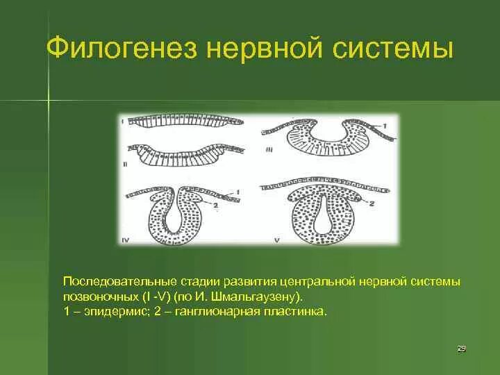 1 филогенез. Филогенетическое развитие нервной системы позвоночных.. Этапы филогенеза нервной системы. Эволюция нервной системы человека. Развитие нервной системы у животных.