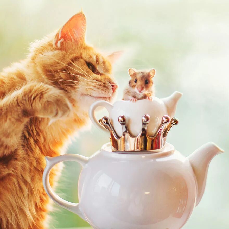 Коты желающие доброго утра