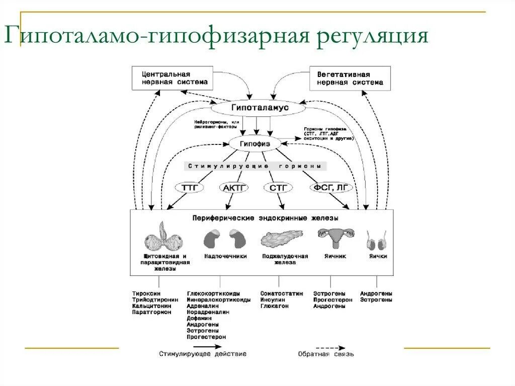 Инсулин и гипофиз. Гипоталамо-гипофизарная система гормоны схема. Схема действия гипоталамо-гипофизарной системы гормоны. Схема гипоталамо-гипофизарной регуляции. Схема взаимодействия органов гипоталамо гипофизарной системы.