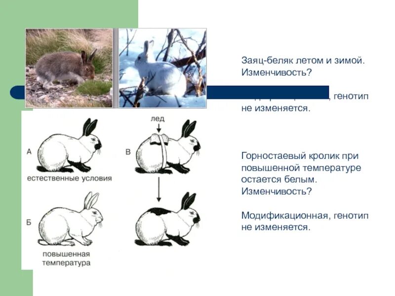 Изменение окраски шерсти у зайца беляка. Гималайский кролик модификационная изменчивость. Модификационная изменчивость это изменчивость. Заяц Беляк модификационная изменчивость. Заяц Беляк летом и зимой изменчивость.