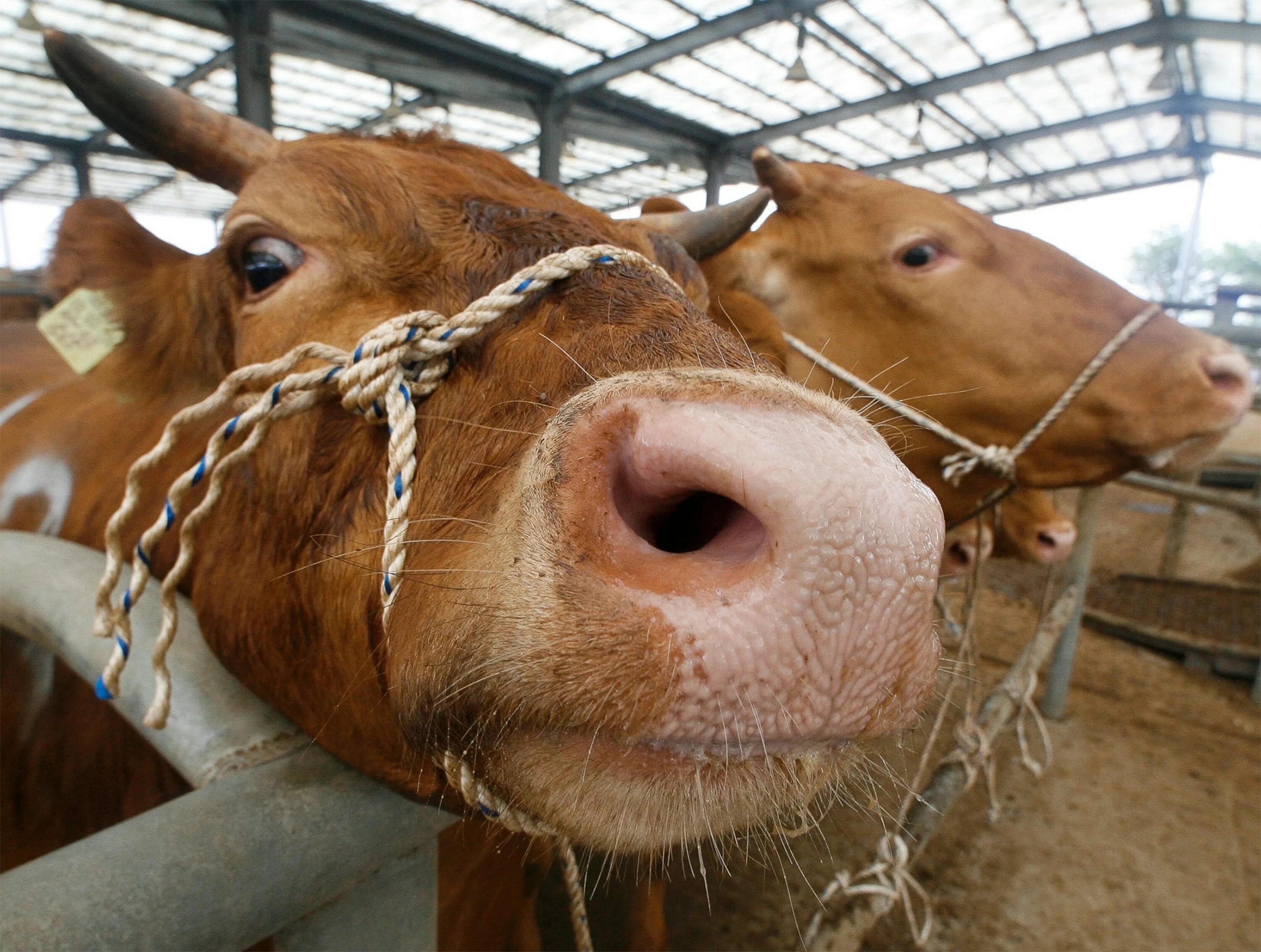 Cow disease. Безумная корова игра. Девять коров. Cow disease. Бешеная корова.