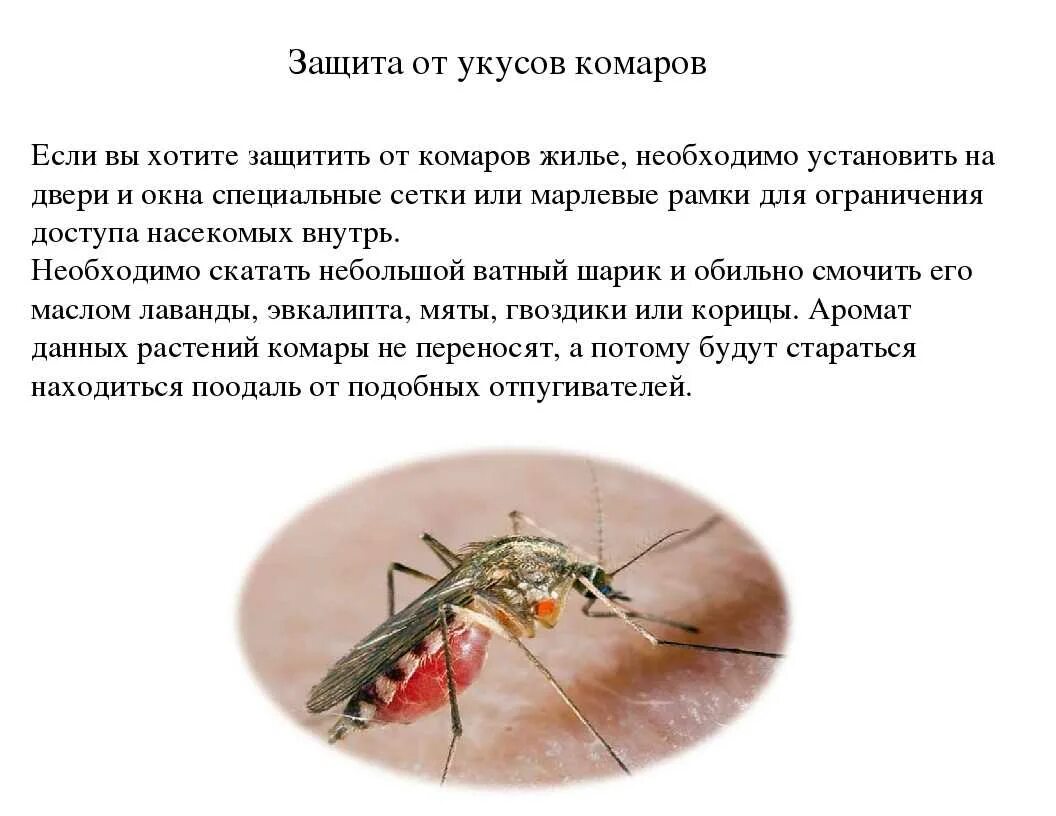 Комары к чему снятся в большом количестве. Оказание первой помощи при укусе комара. Презентация на тему укусы насекомых. Укусы ядовитых насекомых. Первая помощь при усусе комар.