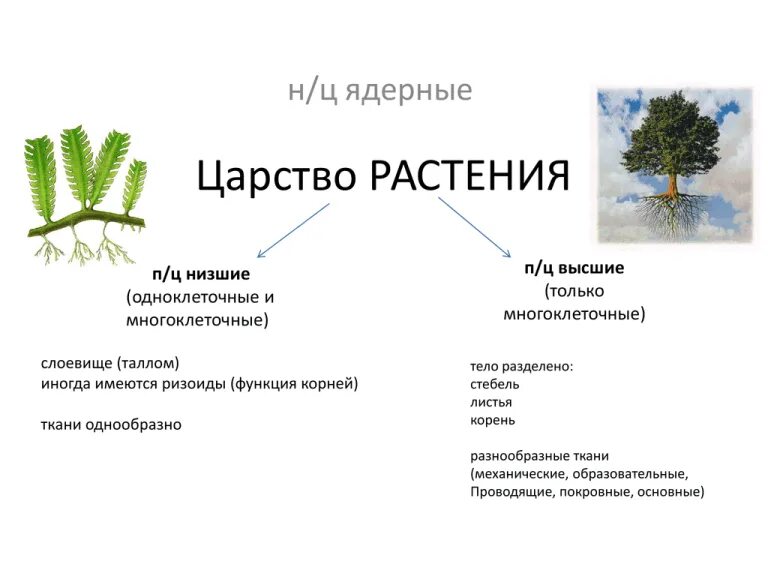 Сравните строение мха и строение водоросли