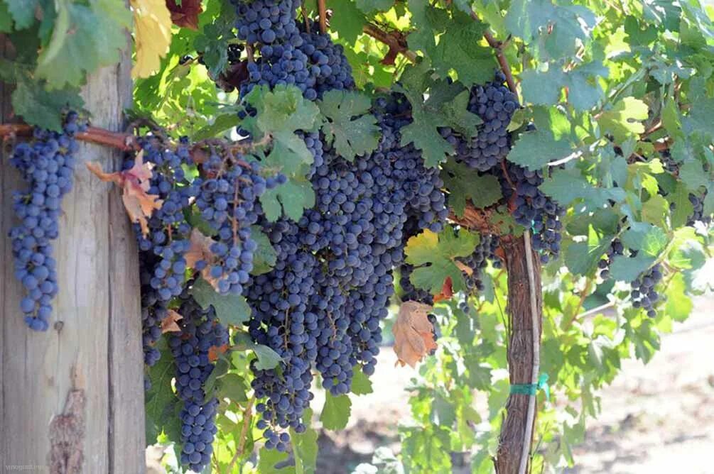 Виноград сорта шарова. Каберне Совиньон сорт винограда. Калифорния виноград. Виноград Кримсон. Сорт винограда Калифорния.