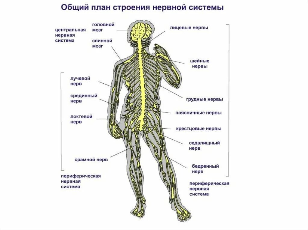 Центральная нервная система анатомия. Структура нервной системы схема. Строение нервной системы человека схема. Нервная система человека строение и функции общий план строения. Строение нервной системы и ее функции.