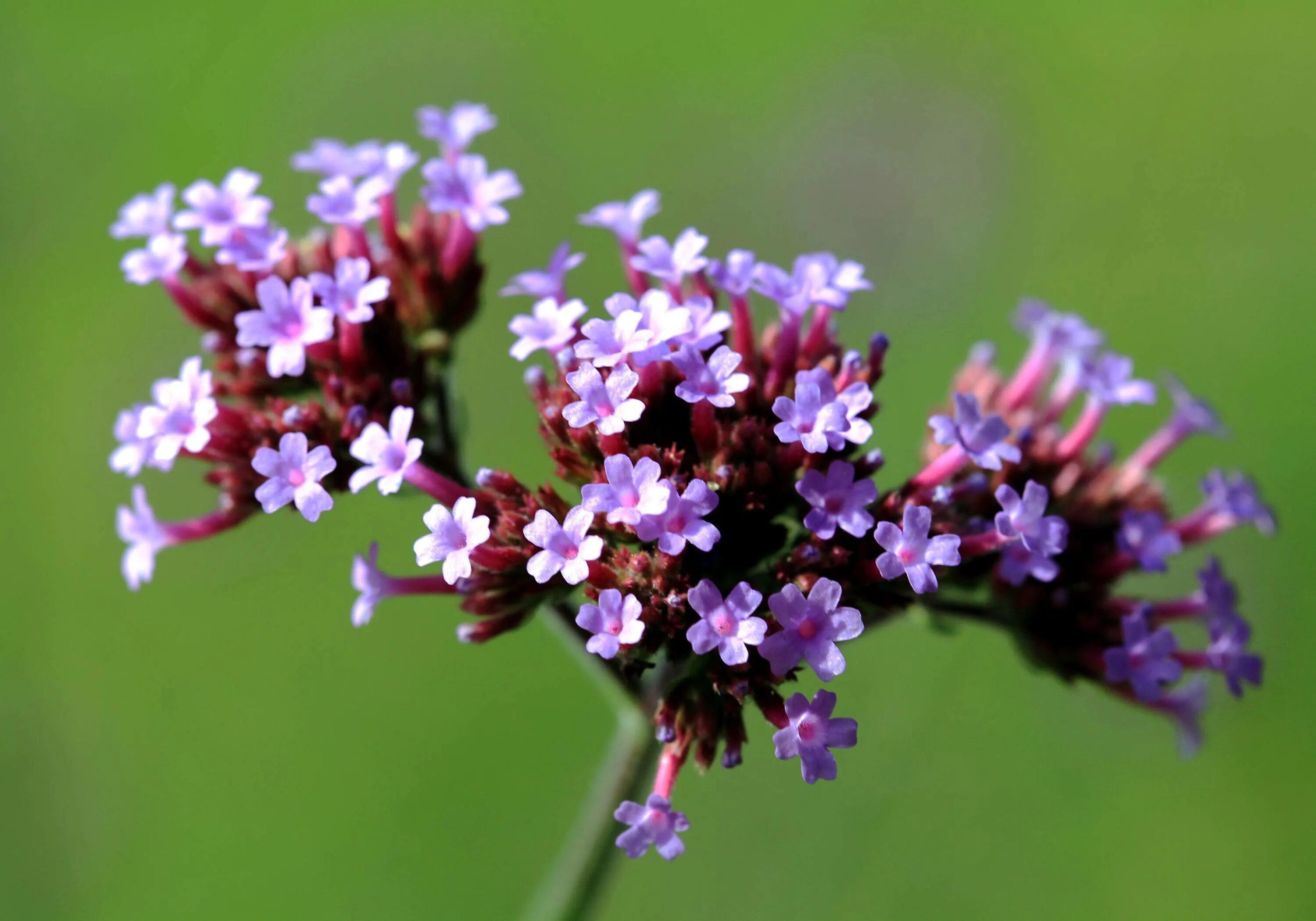 Вербена трава. Вербена officinalis. Вербена бонарская. Растение Вербена лекарственная. Вербена польза