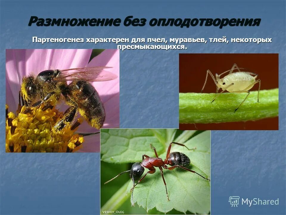 тля размножение партеногенез. укажите животных для которых характерен партеногенез. рудиментарный партеногенез. тутовый шелкопряд партеногенез. укажите животных для которых характерен партеногенез.