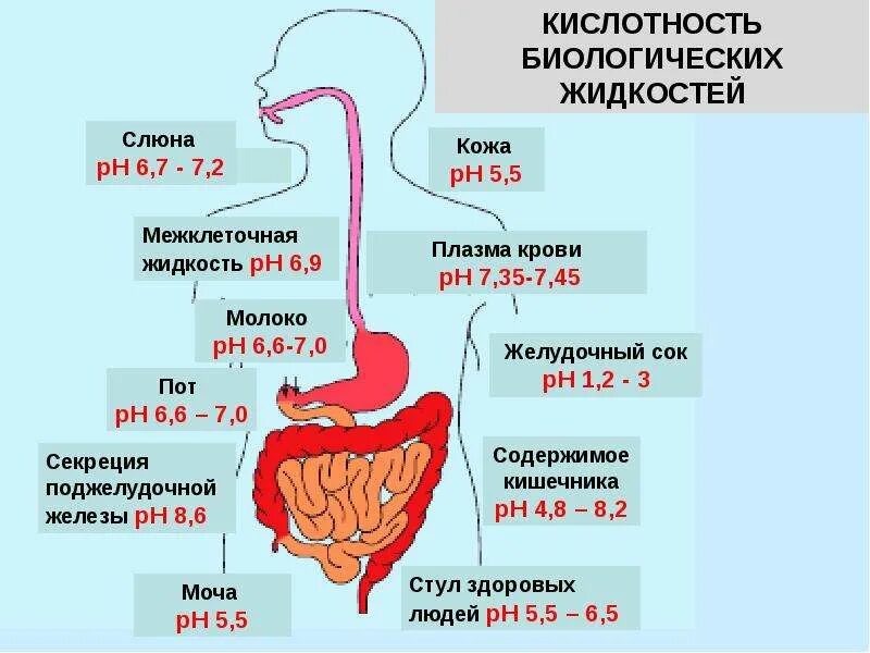 Пищеварительная система человека PH. Кислотность пищеварительной системы. PH В разных отделах пищеварительного тракта человека. PH среда Толстого кишечника. Кислотность желудочного сока человека