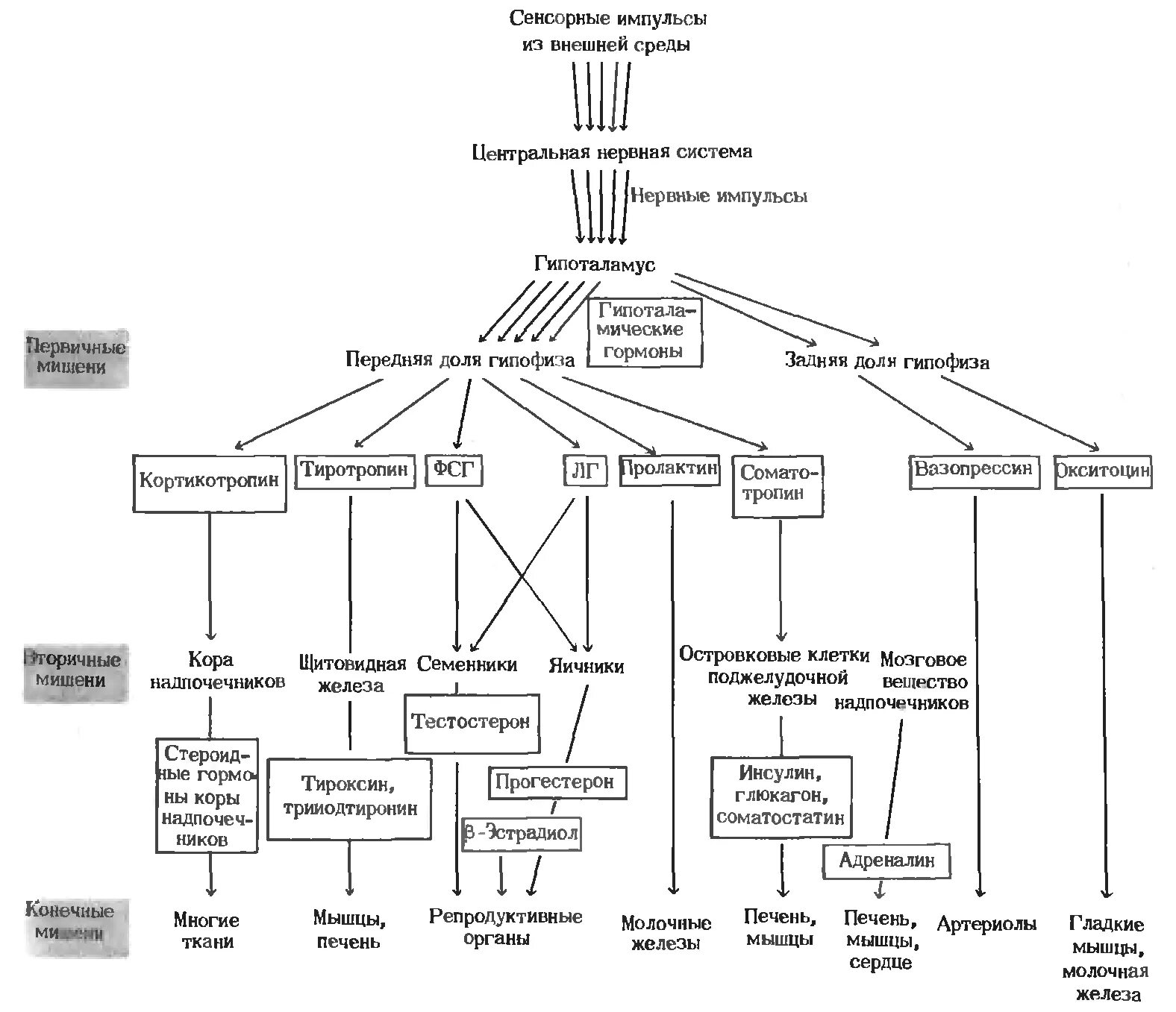 Порядок по эндокринологии. Гормоны гипофиза и гипоталамуса таблица. Схема эндокринной системы с гормонами. Основные эндокринные системы и их ткани мишени. Схема регуляции гормонов.