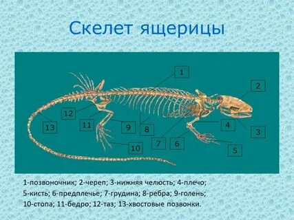 Отделы тела ящерицы