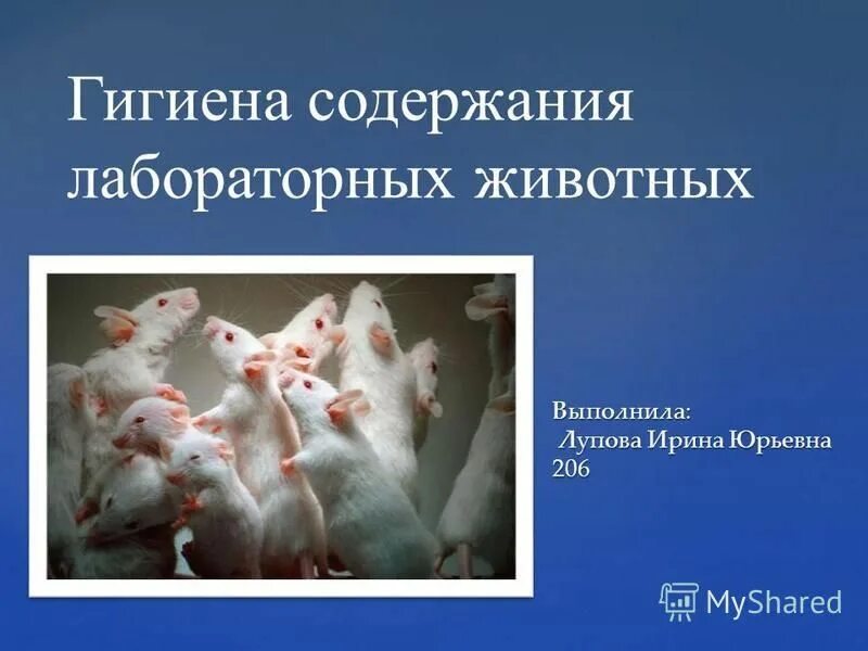 Виварий для животных. Виварий для лабораторных животных. Виварий барьерного типа. Виварий для животных. Виварий для лабораторных животных.