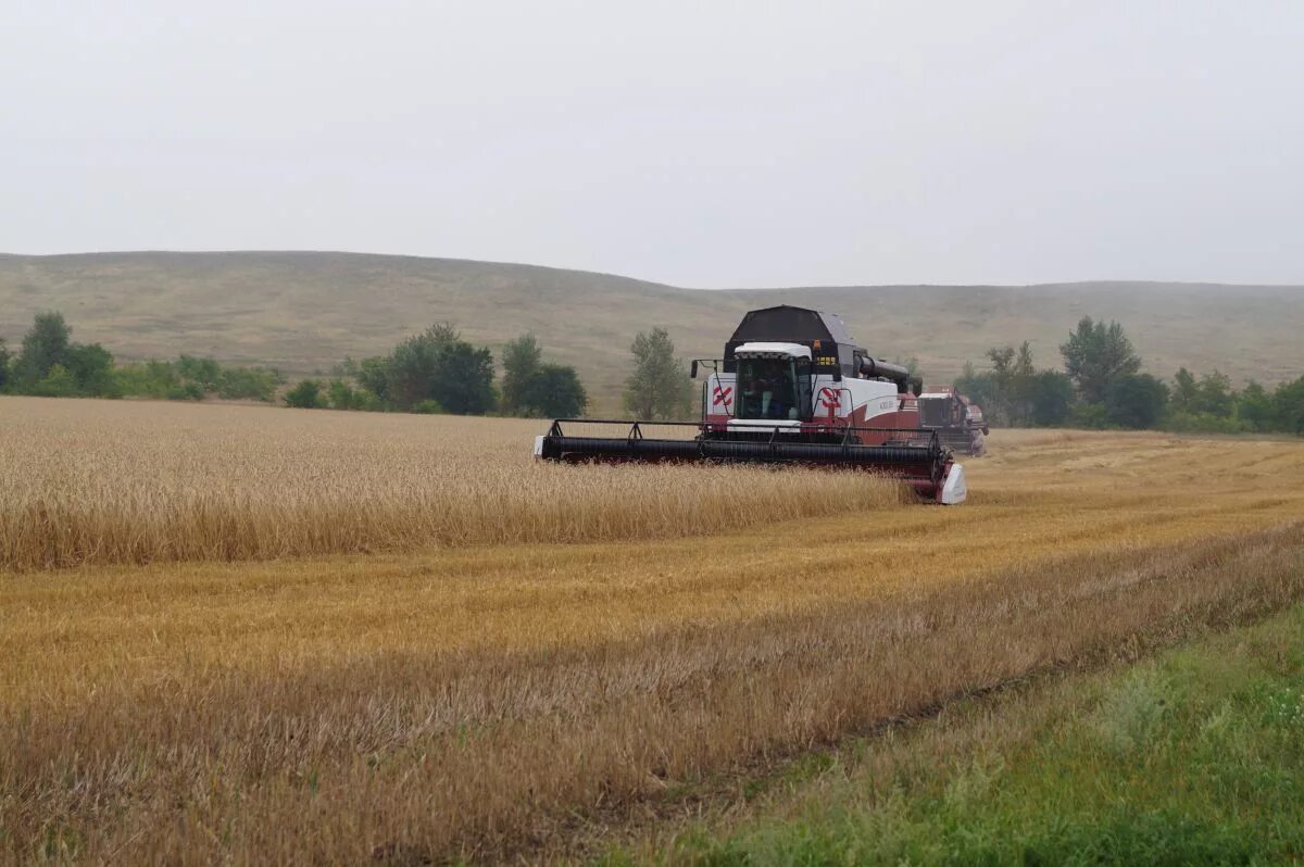 Непогода помешала уборке урожая а. Непогода помешала уборке урожая а. Непогода помешала уборке урожая а наша. Закончить предложение. Уборка урожая брянская область.