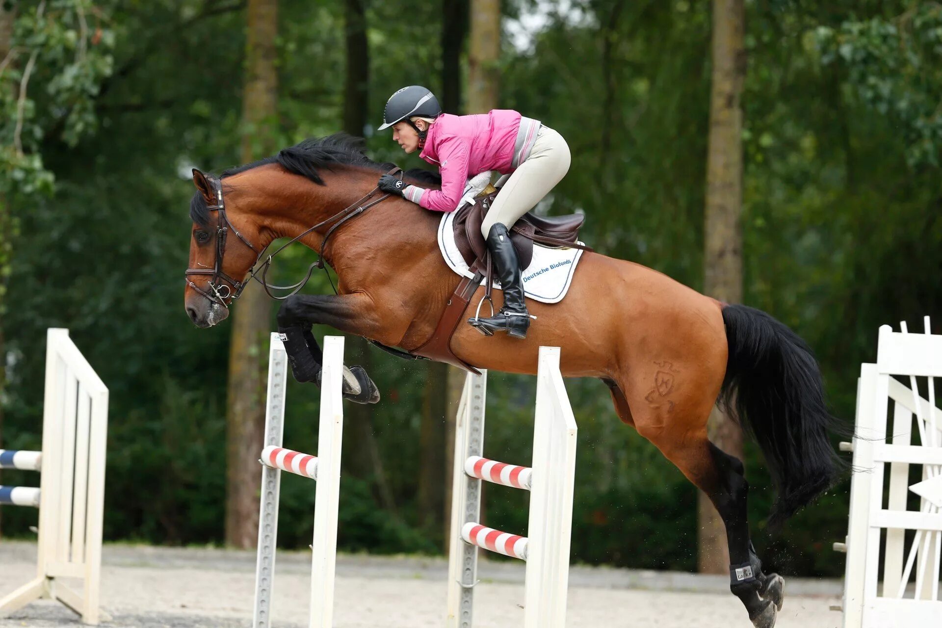 Horse sport. Мередит Бербаум конкур. Мередит Майклс Бербаум. Лошади. Конкур. Конный спорт.. Конкур конный спорт.