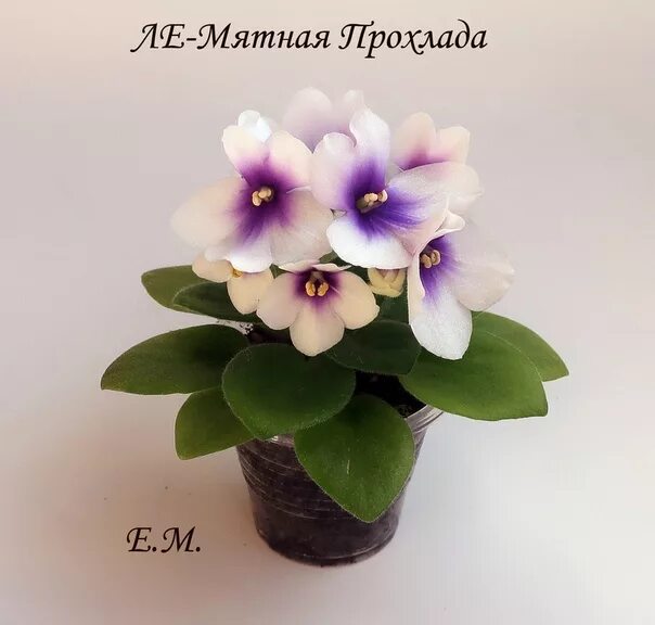Ле мятная прохлада. Мини фиалка мятная прохлада. Ле полькагрис фиалка. Ле мятная прохлада. Ле мятная прохлада фиалка.