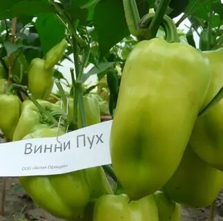 Перец винни пух