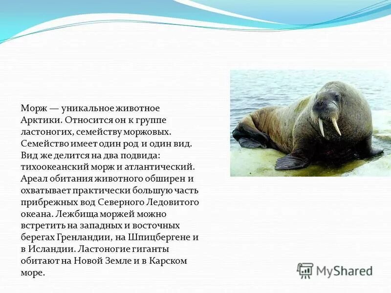 Семейство ластоногих моржей. Классификация моржа в биологии. Морж. Морж место обитания. Морж северного ледовитого океана.