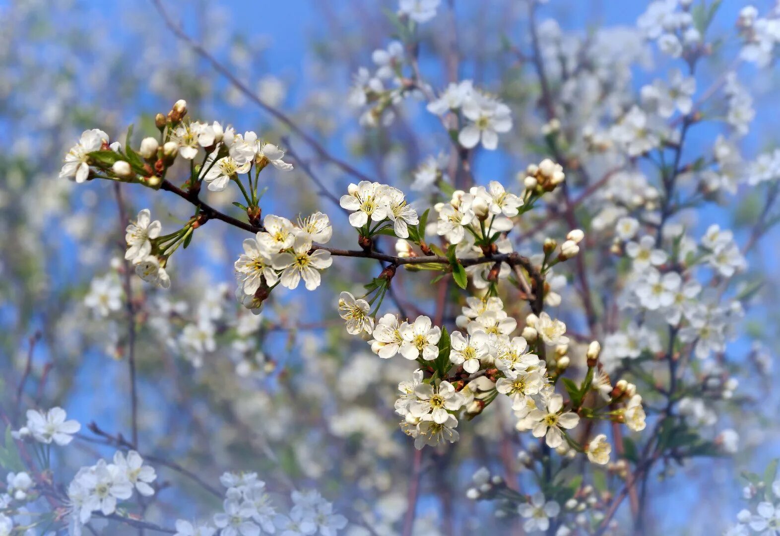 Первоцвет крокус белый. Весной чаще всего. Весенние обои. Вишня тамарис цветение. Весной чаще всего.