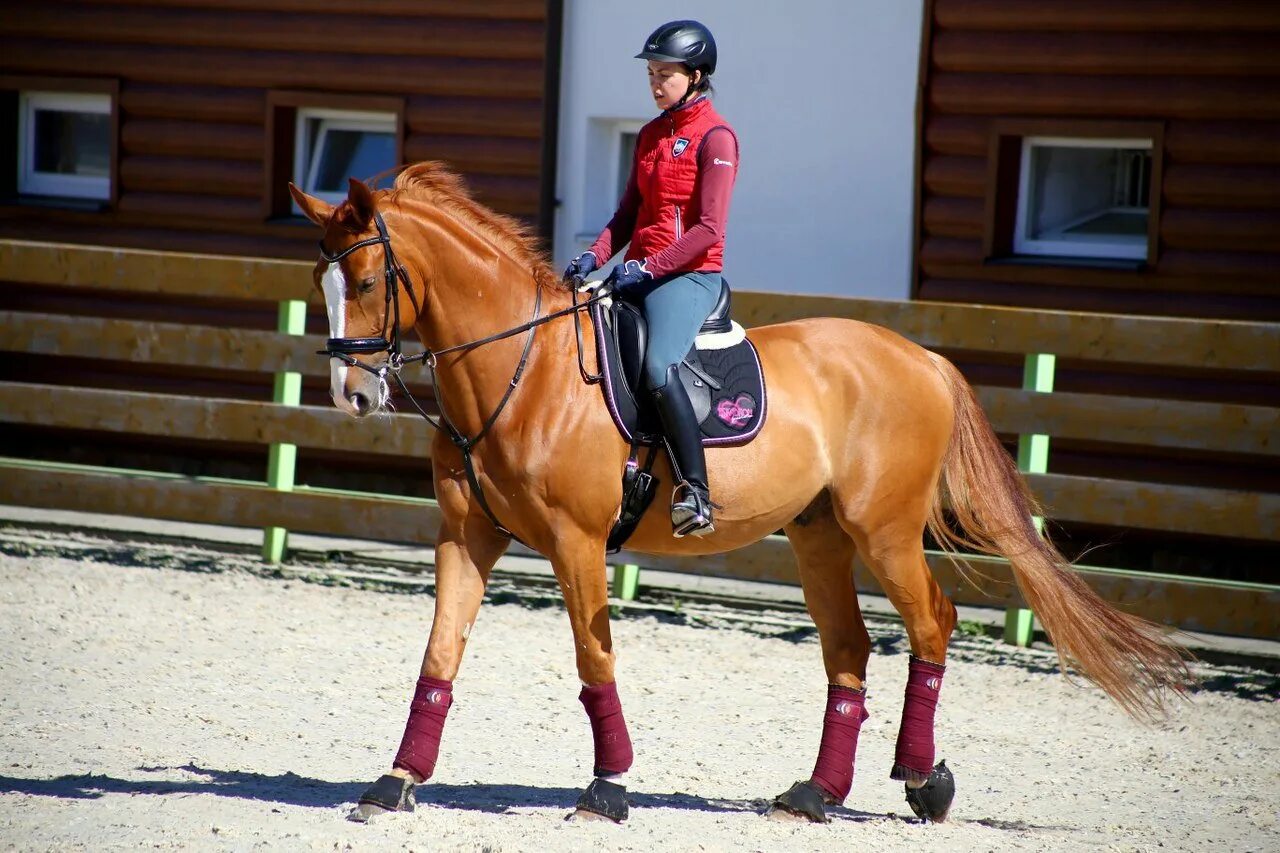 Конный спорт спортсмены. Тренировка лошади. Конный спорт. Тренинг спортивной лошади. Верховая езда соревнования.