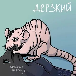 День крысы картинки прикольные с надписями