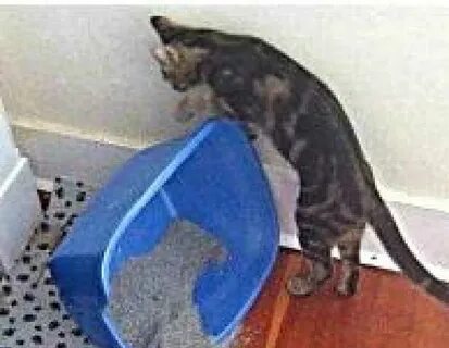 Почему коты писать мимо лотка