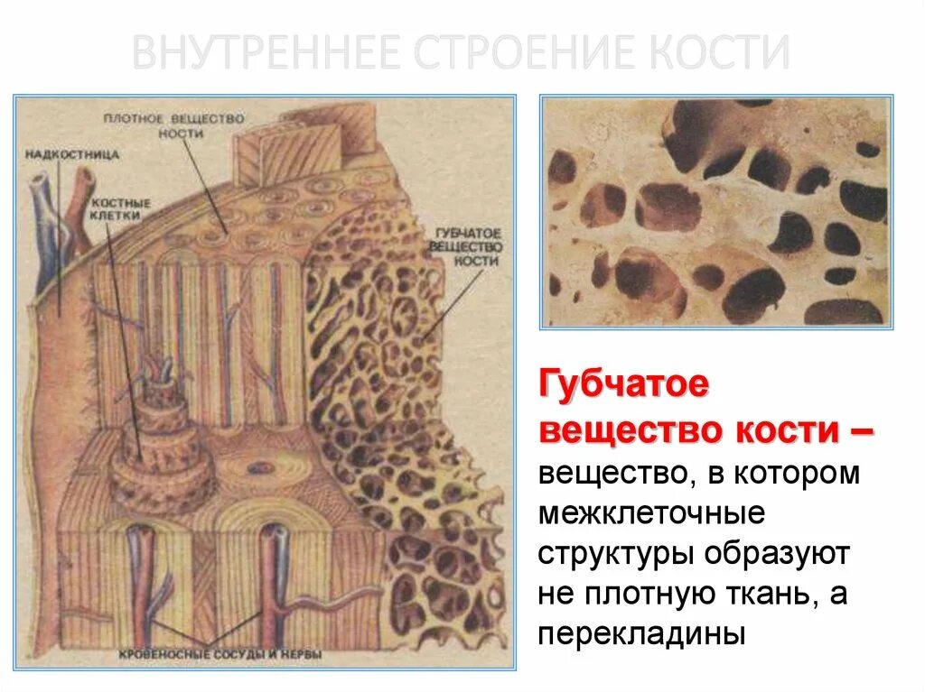 Где находится губчатое вещество. Строение компактного и губчатого вещества кости. кость губчатое вещество компактное вещество. внутреннее строение кости компактное вещество. губчатая кость губчатое вещество.