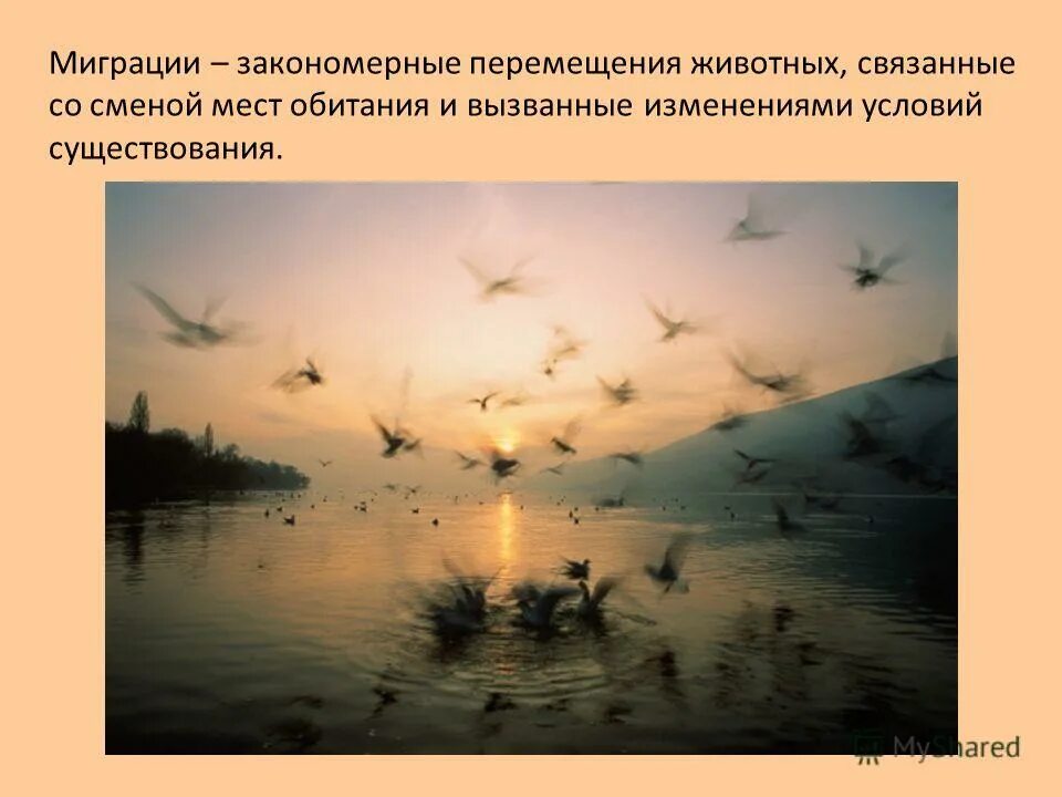 Способы перемещения животных. Локомоция это в психологии. Миграция животных презентация. Локомоция. Периодическая миграция животных.
