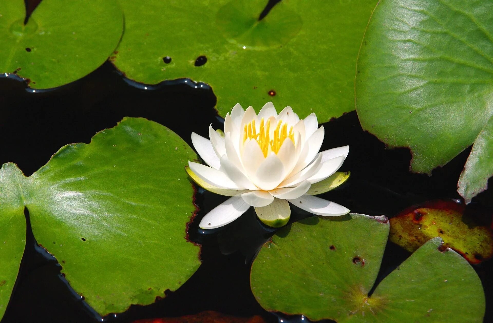 Большие листья на воде. Nymphaea odorata. Нимфея одората. Нимфея лист. Нимфея белая.