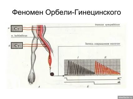 Феномен орбели гинецинского