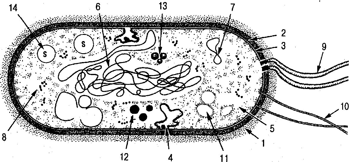 Строение клетки бактерии рисунок. Бактериальная клетка рисунок без подписей. Прокариотическая бактериальная клетка рисунок. Капсула в прокариотической клетке. Строение бактериальной клетки ЕГЭ рисунок.