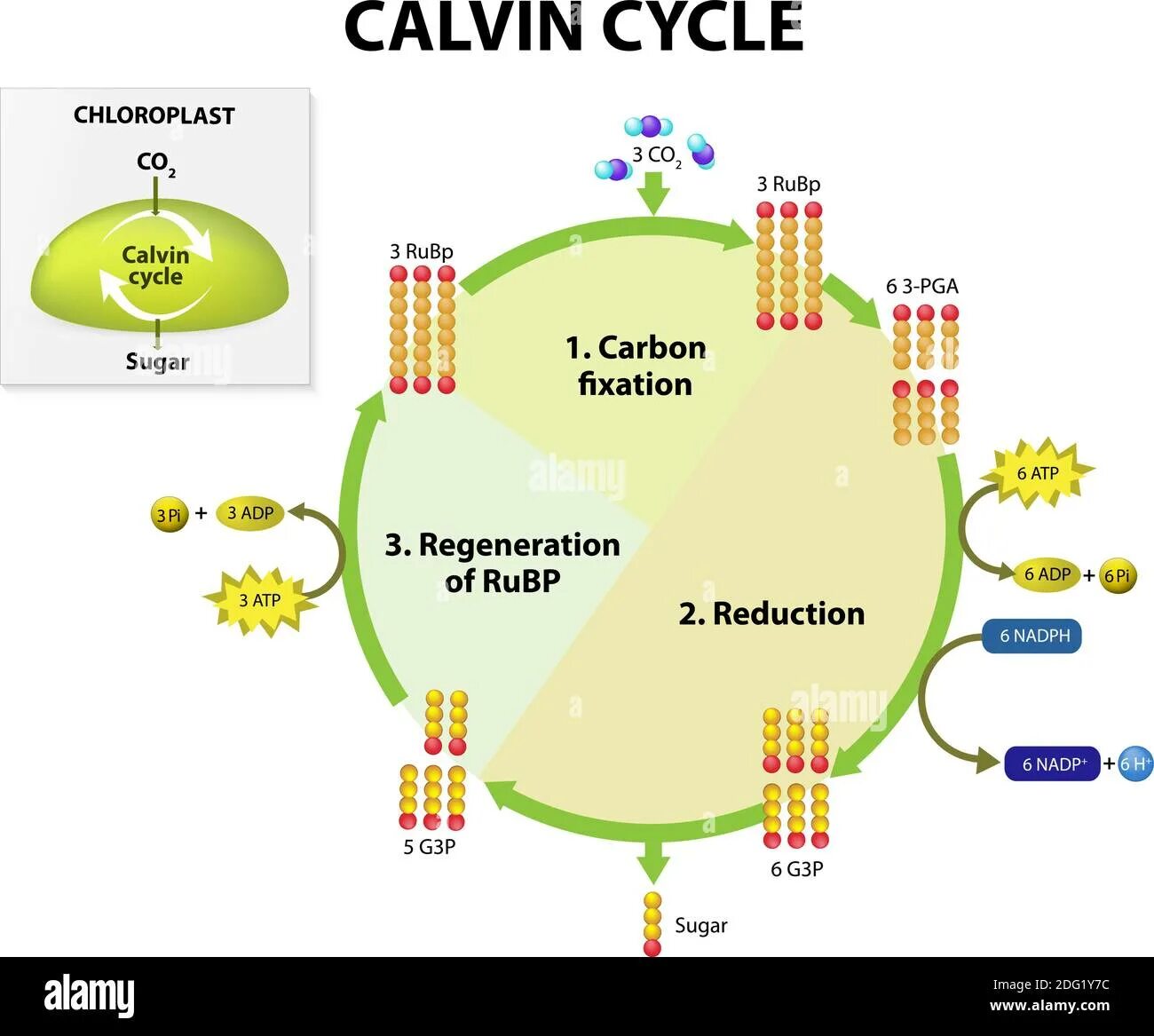 Цикл кальвина в хлоропластах. Цикл Кальвина. Цикл Кальвина в фотосинтезе. Цикл Кальвина схема. Цикл Кальвина это в биологии.