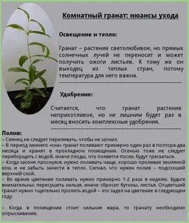 Гранат грунт