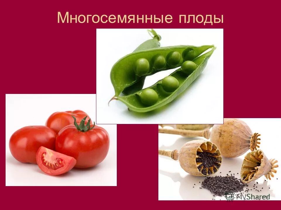 Односемянные и многосемянные плоды. Многосемянные сухие плоды и семена. Сухие плоды односемянные и многосемянные. Плоды одно семенные много семенные.