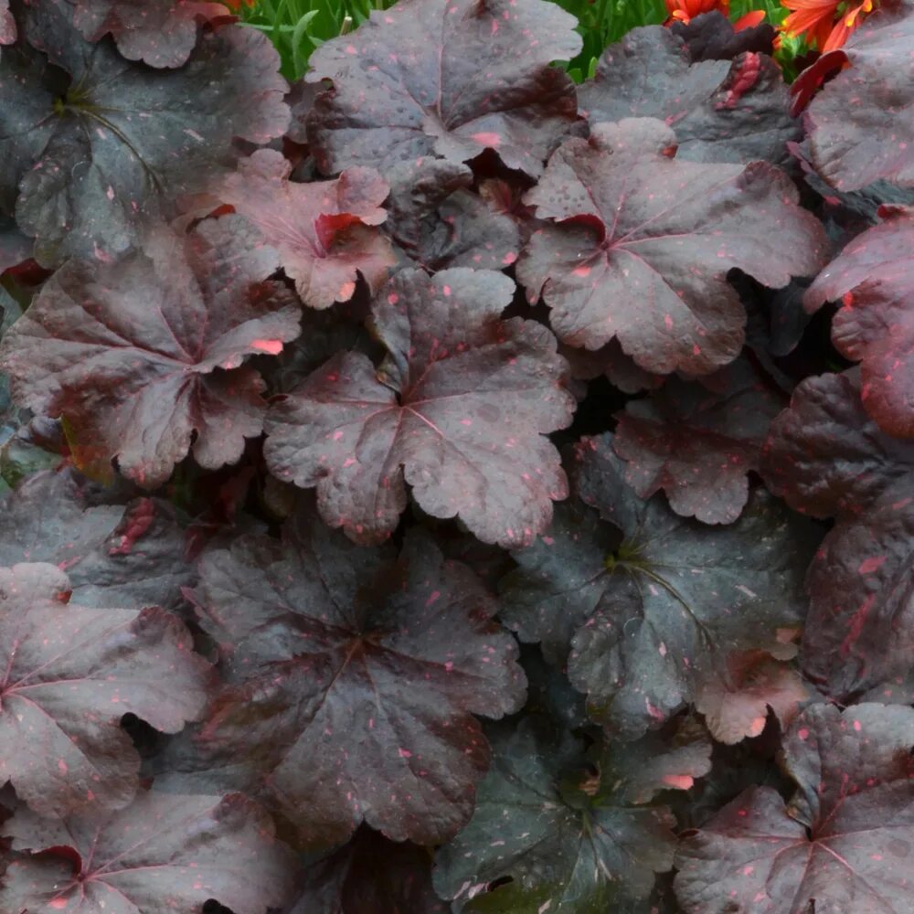 Гейхера блэк. Гейхера black taffeta. гейхера блэк таффета. гейхера heuchera black taffeta. гейхера black taffeta (блэк таффета).