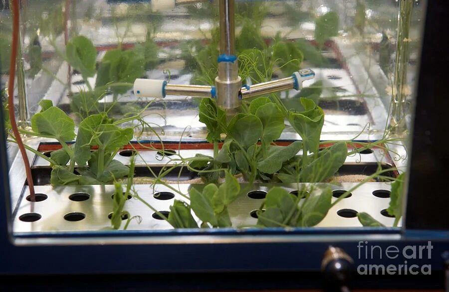 Какой овощ первый вырастили в космосе. Оранжерея Veggie МКС. Теплица на МКС. Оранжерея на космической станции. Растения на МКС.