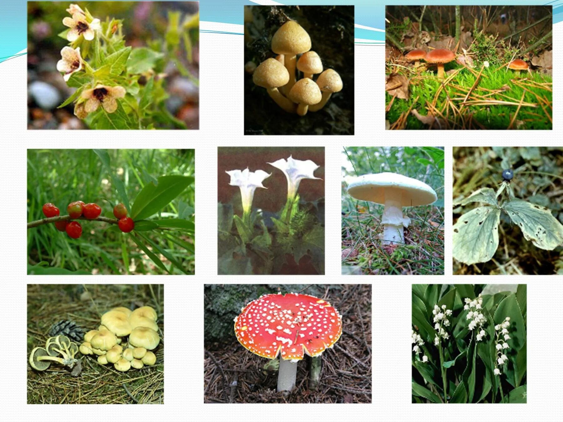 Ядовитые растения и грибы. Несъедобные грибы и растения. Ядовитые Лесные растения. Несъедобные грибы ядовитые растения.