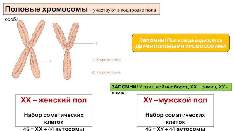 Кариотип человека аутосомы половые. Половые хромосомы в соматической клетке. Женская хромосома х.