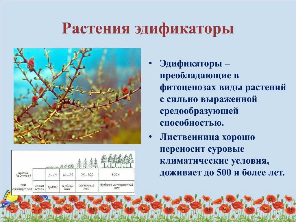 Растения эдификаторы. Виды эдификаторы. Виды эдификаторы примеры. Эдификаторы это в биологии. Что называют растительным сообществом биология