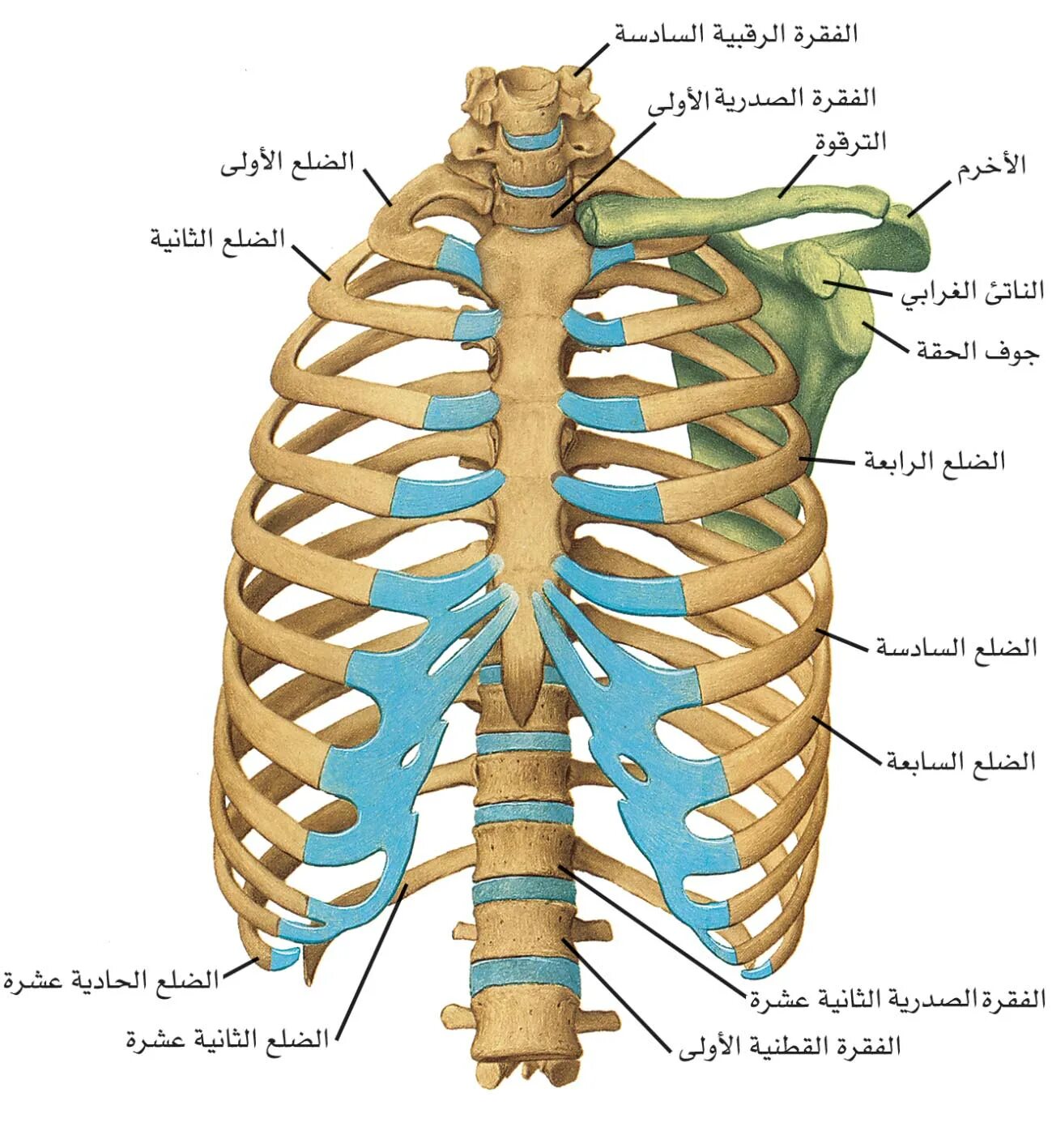 Болит сверху ребер. Кости грудной клетки человека анатомия. Рукоятка грудины мечевидный отросток. Грудная клетка кости скелета. Скелет грудной клетки Грудина.