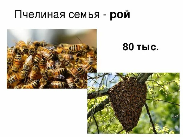 К рой что это